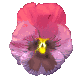 pansy