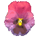pansy
