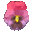 pansy